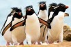 Орнитологи предложили разделить субантарктических пингвинов на четыре вида