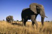 Африканских слонов разделили на два вида: лесные и саванные