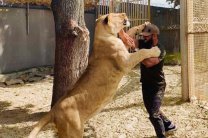 Харьковский депутат задекларировал африканского льва