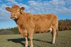 Создана добавка для коровьего корма снижающая выбросы метана в атмосферу