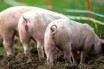 Ученые доказали, что некоторые млекопитающие могут дышать через анус