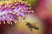 Нидерландские ученые научили пчел распознавать запах коронавируса