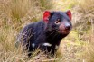 В Австралии впервые за более чем 3000 лет родился Тасманский дьявол