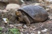 Hа Галапагосах нашли вымершую более 100 лет назад черепаху