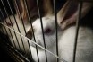 В ЕС планируют запретить содержание домашних животных в клетках 