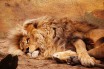 TikTok спас содержащегося в неволе льва