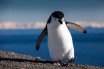 Пингвина Энрике из США обули в спецобувь