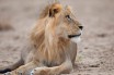 Конфискованного в Камбодже за ненадлежащее содержание льва вернут владельцу