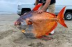 Редкую 45-килограммовую «лунную» рыбу вымыло на побережье Орегона
