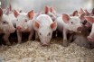 Африканська чума свиней: як запобігти та вчасно виявити?