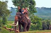 На Шри-Ланке запретили передвижение на слонах в состоянии алкогольного опьянения