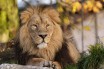 Зоопарк Роттердама отправил горилл и львов на карантин из-за коронавируса 
