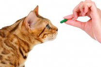 Совет, как кошке дать таблетку