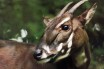 Ученые активизировали охоту на «азиатского единорога» — одно из самых редких животных в мире