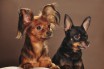 В США признали 2 новые породы собак: русский той и муди