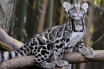 В Индии заметили редкого дымчатого леопарда