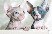 Антицарапки для кошек сфинкс