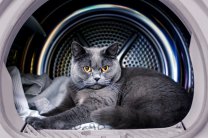 В Днепре женщина постирала кота в стиральной машине