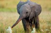 Слониха привела детеныша к людям, спасшим ей жизнь