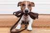 Как выбрать ошейник для собаки: застежка, виды и материалы 