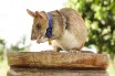 В Камбодже умерла крыса-долгожитель, спасающая людей от смерти на минных полях