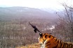 Странная ссора вороны с тигром попала на видео