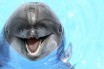 Ученые выяснили, где у самок дельфинов клитор