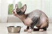 Витамины и пищевые добавки в рационе вашей кошки сфинкс - необходимость! 