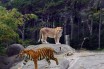 Из Буковины в Африку отправили трех львов и тигрицу