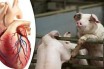 В США врачи впервые успешно пересадили человеку сердце свиньи