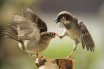 Чем запрещено подкармливать птиц: список разрешенных продуктов