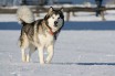 Пес спас альпиниста на высоте 1700 метров среди снега и льда
