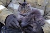 Полиция реанимировала кошку на пожаре во Львове