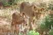 В Танзании львица отвела заблудившуюся антилопу к стаду