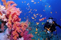 Ученые обнаружили у берегов Таити гигантский «нетронутый» коралловый риф