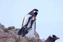 Перепись пингвинов провели украинские полярники в Антарктиде