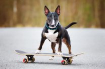 Собака-скейтбордистка каталась по улочкам Италии