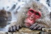 Лидером обезьян в Японии впервые за 70 лет стала самка
