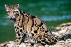 Вымерший вид леопарда нашли живым впервые за 30 лет
