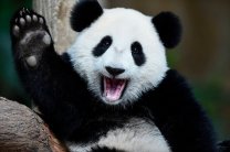 В китайском заповеднике вывели в свет 20 «новогодних» панд