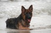 Более 11 часов в воде: собака спасла хозяина, когда их лодка утонула