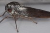 Английские ученые объявили об открытии нового вида редчайших цикадок