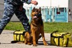 В "Борисполе" служебный пес нашел 2 тысячи запрещенных таблеток