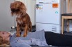 Собака научилась делать сердечно-легочную реанимацию