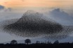 Рим заполонили стаи скворцов, птиц разгоняют при помощи шума