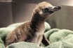 Однополая пара пингвинов из зоопарка Нью-Йорка впервые воспитывает детеныша