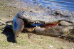 В парке во Флориде обнаружили застывшего от холода аллигатора