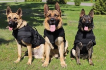 Полицейские-кинологи из США передали пограничникам бронежилеты для служебных собак