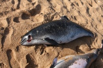 Рашисты денацифицируют дельфинов Черного моря