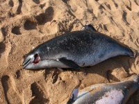 Рашисты денацифицируют дельфинов Черного моря